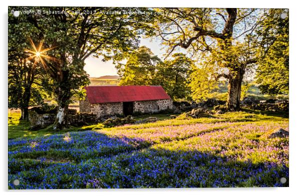 The Bluebells at Emsworthy common on the Dartmoor  Acrylic by Sebastien Coell