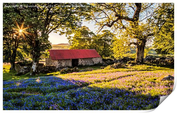 The Bluebells at Emsworthy common on the Dartmoor  Print by Sebastien Coell