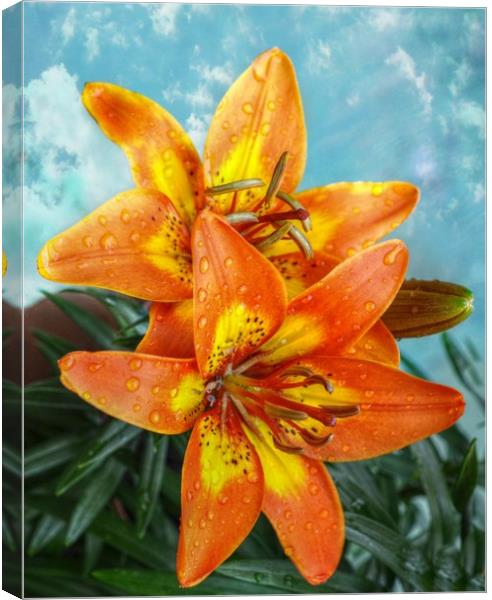 lily's after the rain Canvas Print by sue davies