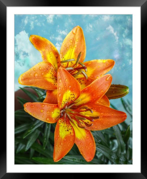 lily's after the rain Framed Mounted Print by sue davies