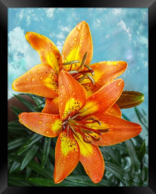 lily's after the rain Framed Print by sue davies