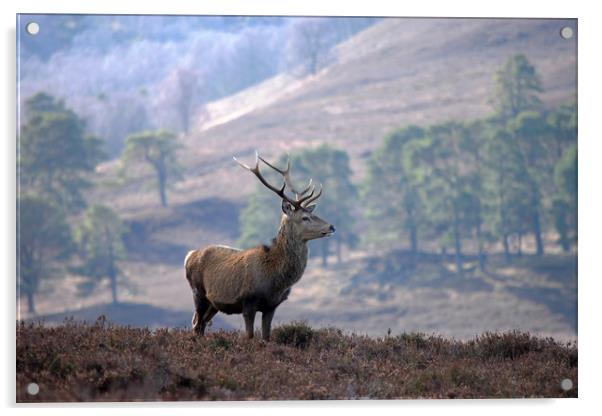 Red Deer Stag Acrylic by Macrae Images