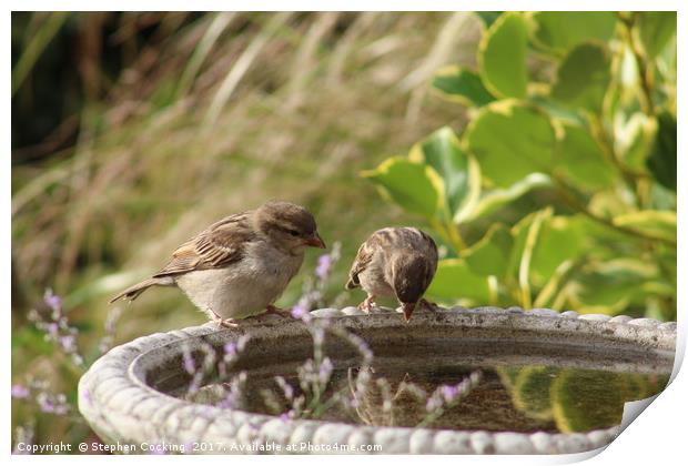 Sparrows Drinking Station Print by Stephen Cocking