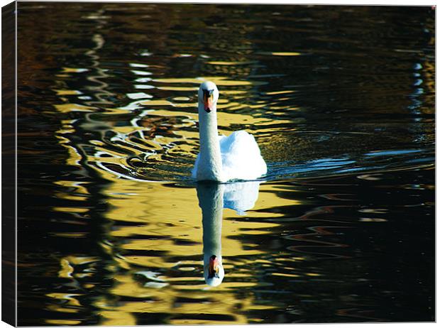 Golden Swan Canvas Print by Mary Lane
