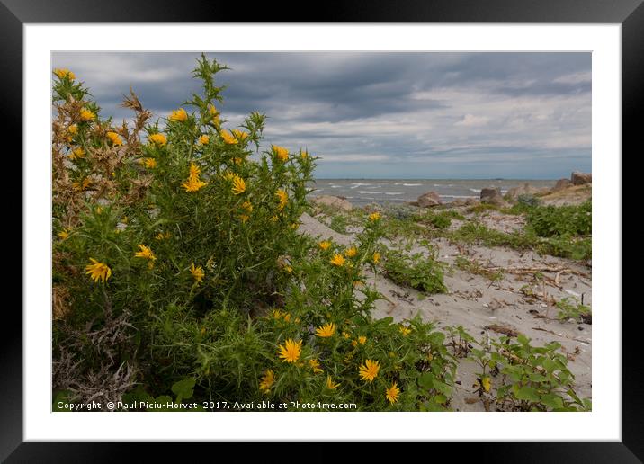 Wild Beach Flowers Framed Mounted Print by Paul Piciu-Horvat