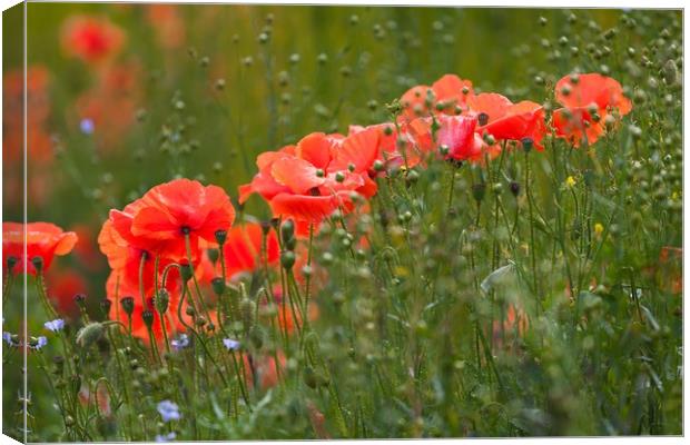 Poppies and flaxseed Canvas Print by Leighton Collins
