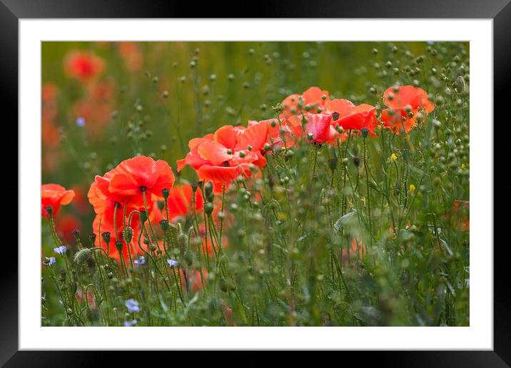 Poppies and flaxseed Framed Mounted Print by Leighton Collins