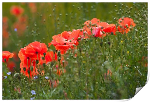 Poppies and flaxseed Print by Leighton Collins