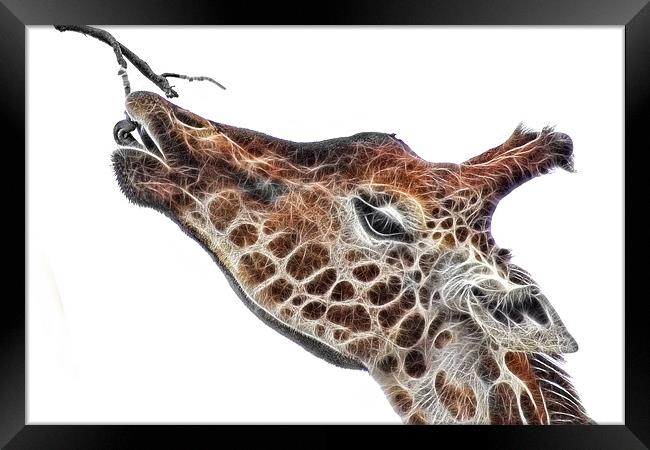Fractal Giraffe Framed Print by John Edwards