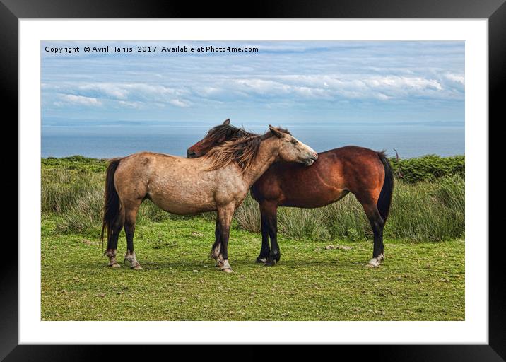 The Lundy Ponies Framed Mounted Print by Avril Harris