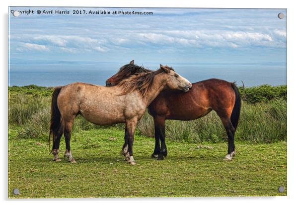 The Lundy Ponies Acrylic by Avril Harris