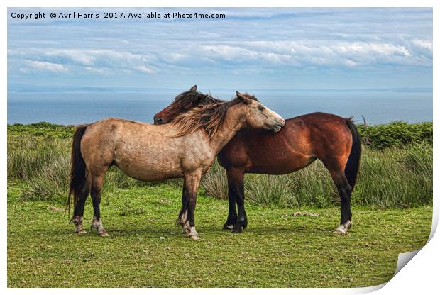 The Lundy Ponies Print by Avril Harris