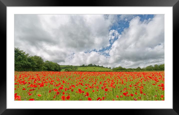Poppies Framed Mounted Print by Mark Godden