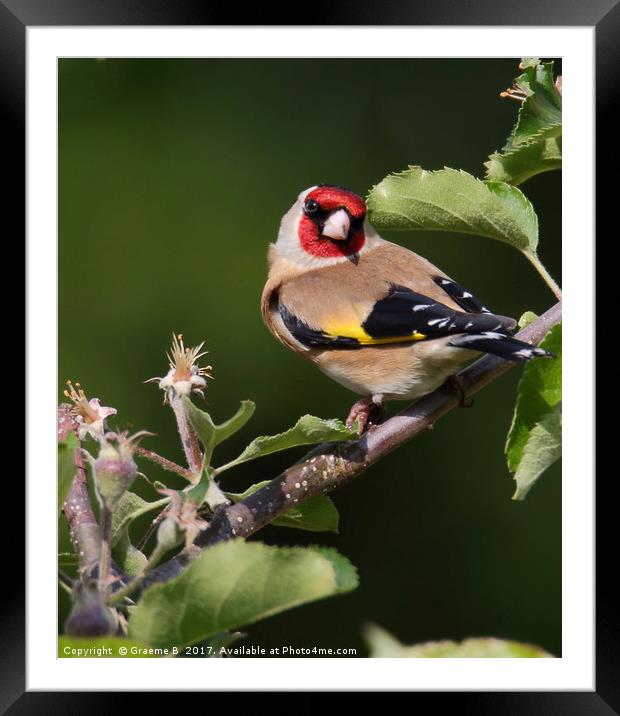 Goldfinch 18 Framed Mounted Print by Graeme B