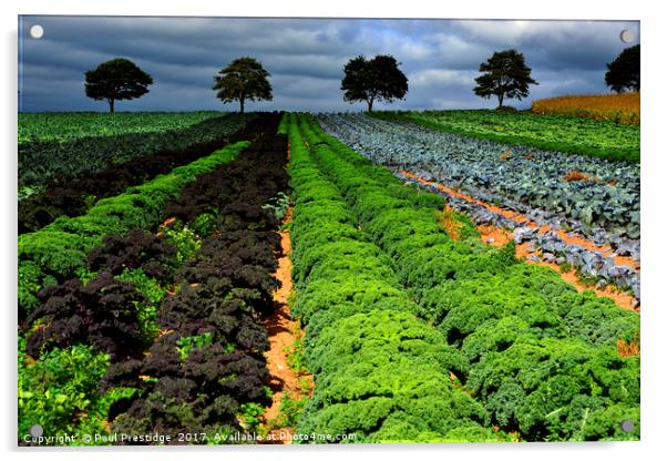    Field of Crops Near Exeter                      Acrylic by Paul F Prestidge