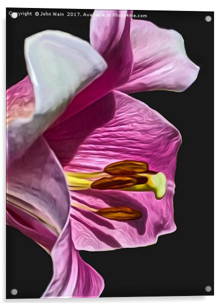 Lily (Digital Art) Acrylic by John Wain