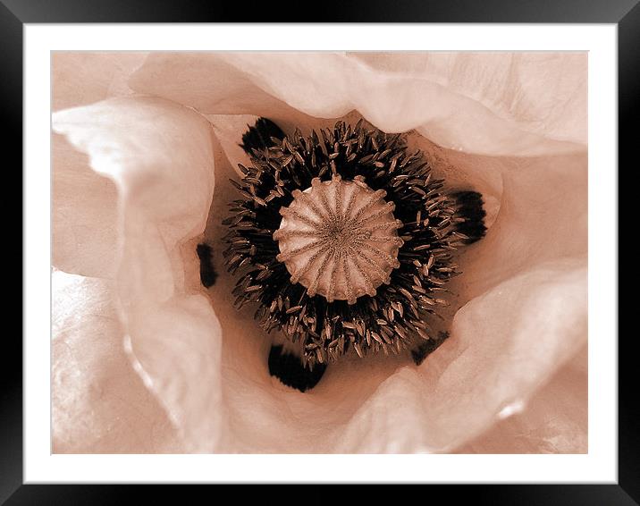 pink poppy Framed Mounted Print by Heather Newton