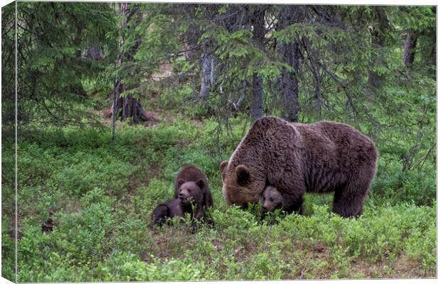Brown Bear Family, Finland Canvas Print by Janette Hill