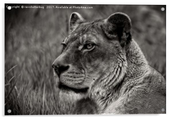Lioness Portrait Acrylic by rawshutterbug 
