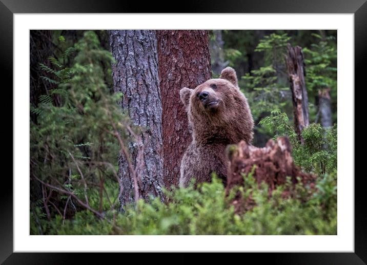 Whats Up There? Framed Mounted Print by Janette Hill