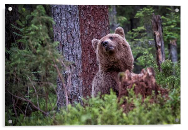 Whats Up There? Acrylic by Janette Hill