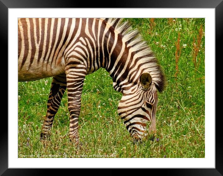                       A Zebra Grazing Framed Mounted Print by Jane Metters