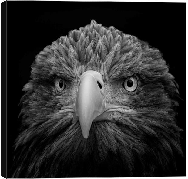 White-tailed Sea Eagle Canvas Print by Angela H