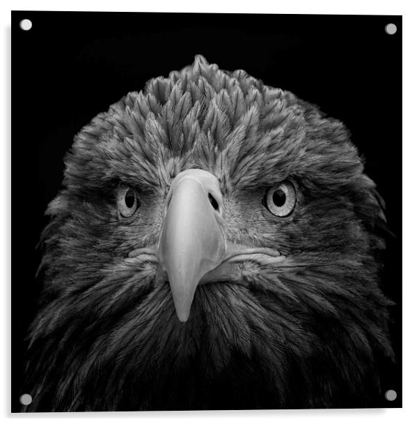White-tailed Sea Eagle Acrylic by Angela H