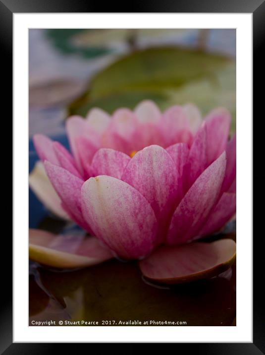 A beautiful waterlily Framed Mounted Print by Stuart Pearce