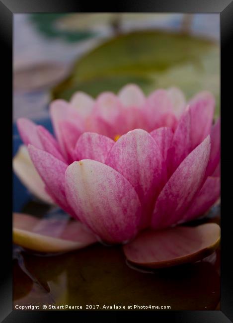 A beautiful waterlily Framed Print by Stuart Pearce