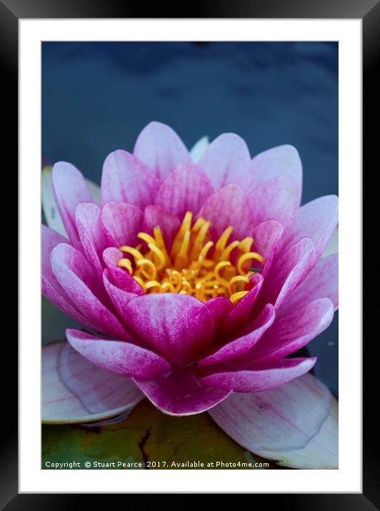 WaterLily in bloom Framed Mounted Print by Stuart Pearce
