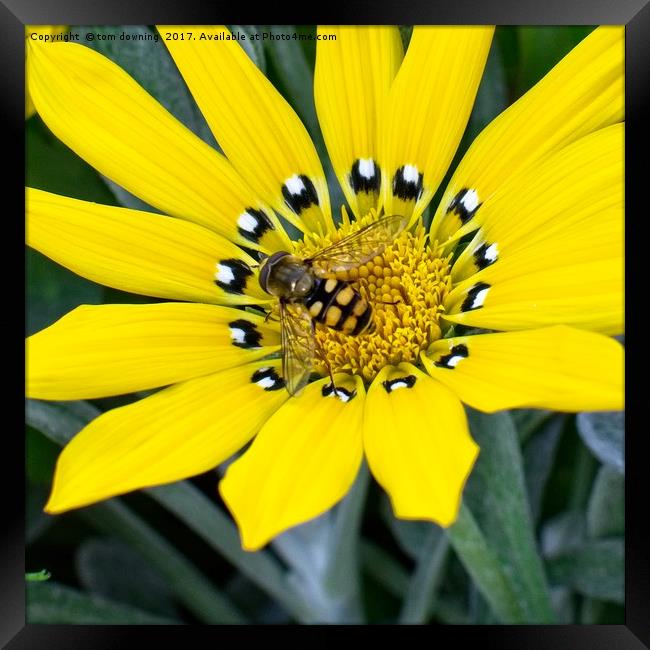 Hover Fly Framed Print by tom downing