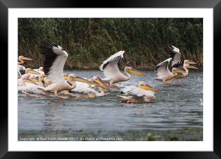 Pelican Play Framed Mounted Print by Paul Piciu-Horvat