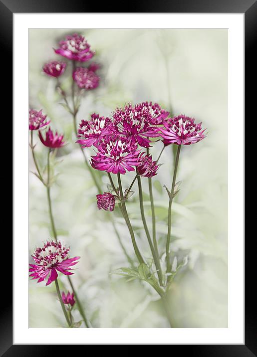 Purple Astrantia Flowers on Misty Background Framed Mounted Print by Jacqi Elmslie