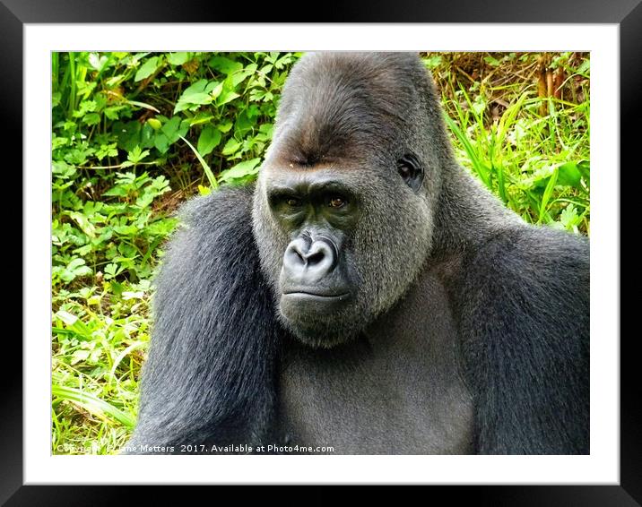      Gorilla Close Up                           Framed Mounted Print by Jane Metters