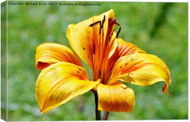 Yellow Lily in semi close-up Canvas Print by Frank Irwin