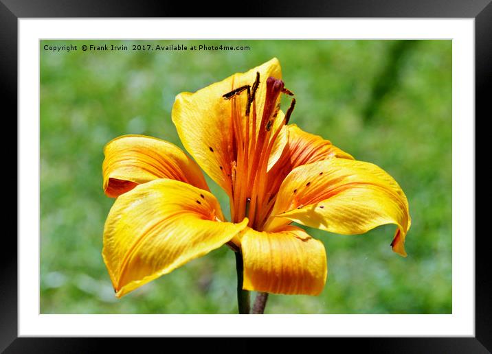 Yellow Lily in semi close-up Framed Mounted Print by Frank Irwin