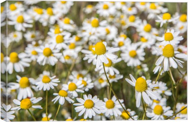 Wild Daisies Canvas Print by David Hare