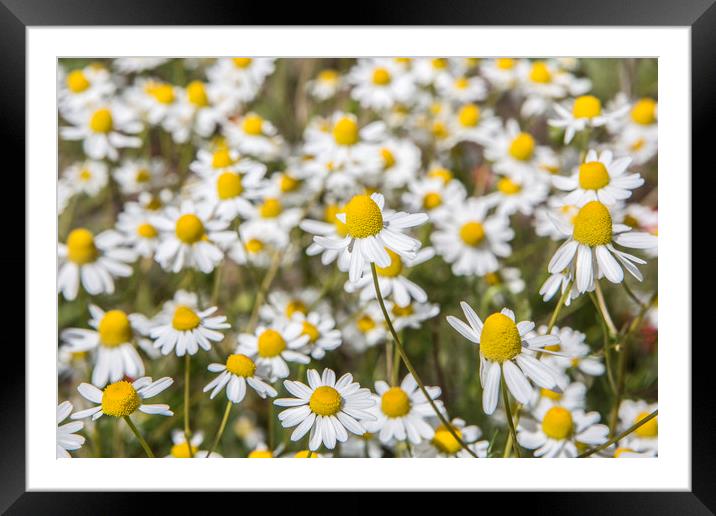 Wild Daisies Framed Mounted Print by David Hare