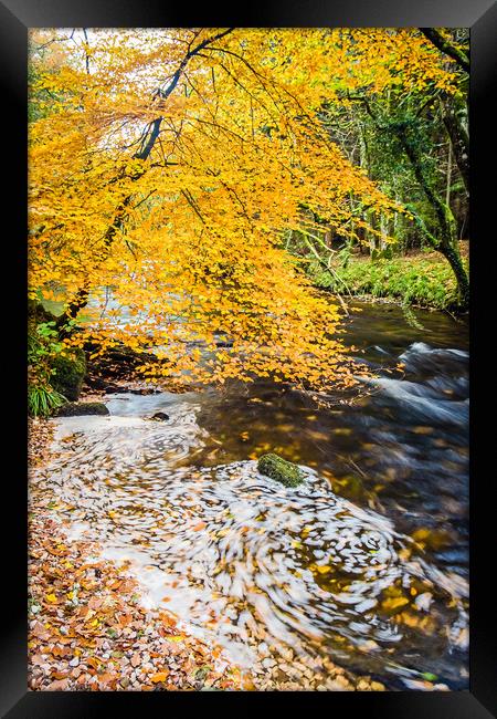 Autumn Glory Framed Print by Dave Rowlatt
