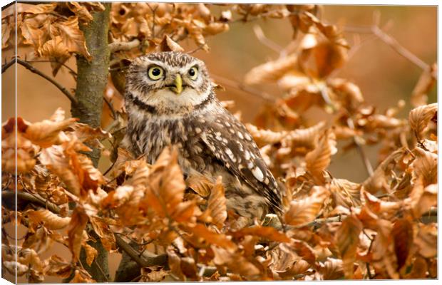 Little Owl Canvas Print by David Hare