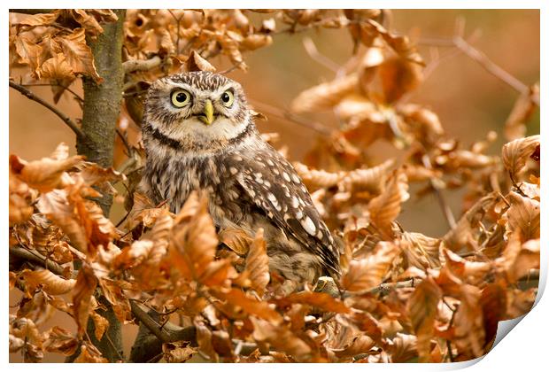 Little Owl Print by David Hare