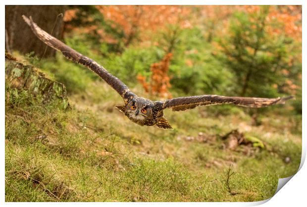 Low level flight Print by David Hare