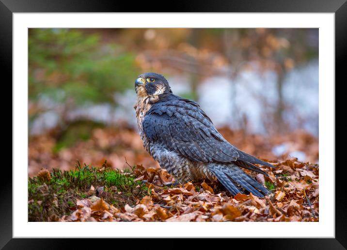 Peregrine Falcon Framed Mounted Print by David Hare