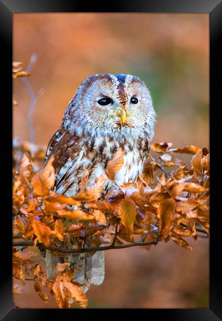 Tawny Owl Framed Print by David Hare