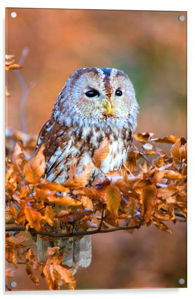Tawny Owl Acrylic by David Hare