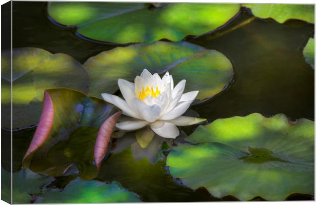 Water Lily Canvas Print by David Hare