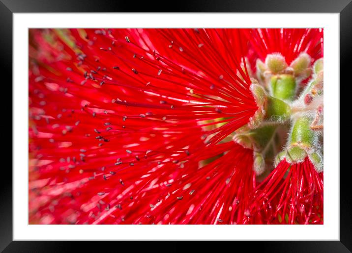 Red Flora Framed Mounted Print by David Hare