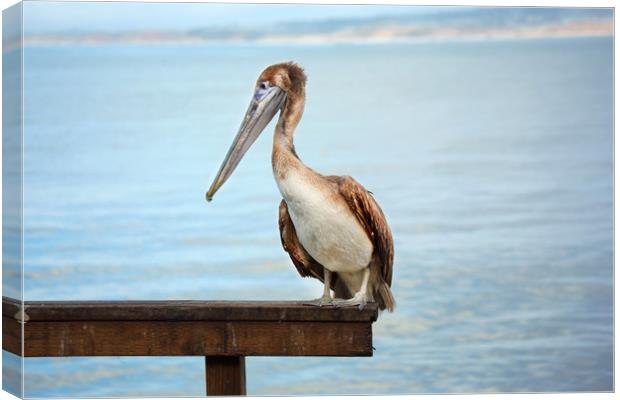 Pelican Canvas Print by David Hare