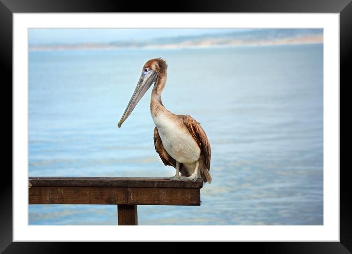 Pelican Framed Mounted Print by David Hare